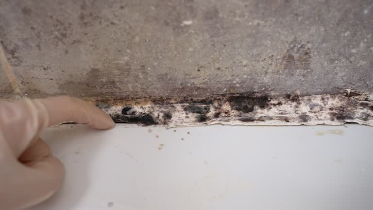 Mold Documentation for Insurance Claims in Merrionette Park, IL